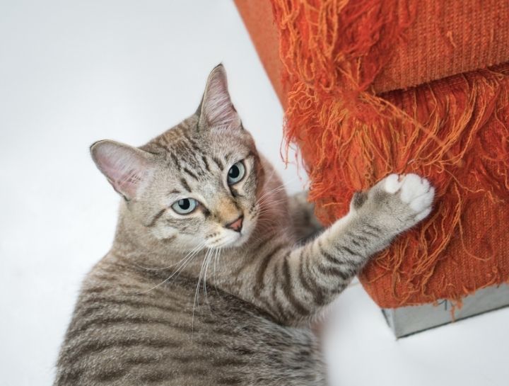 Pet Behaviorists in Baltimore